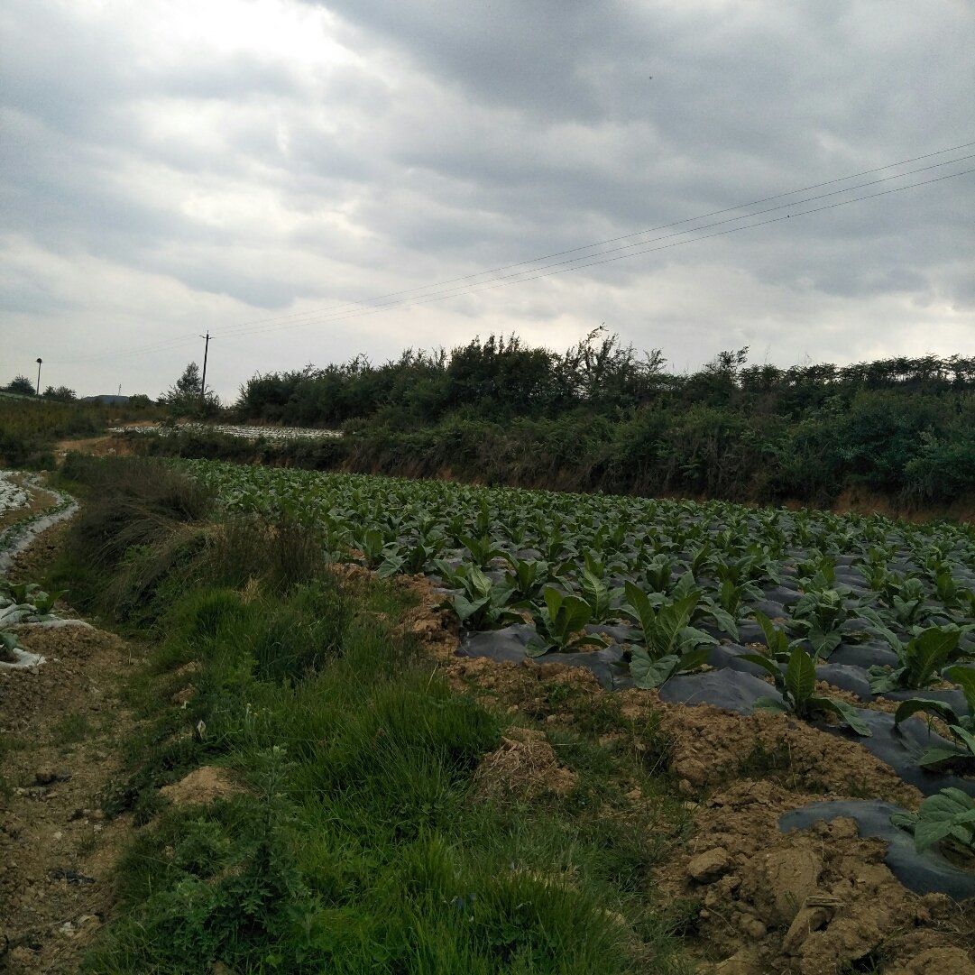 马站乡最新天气预报