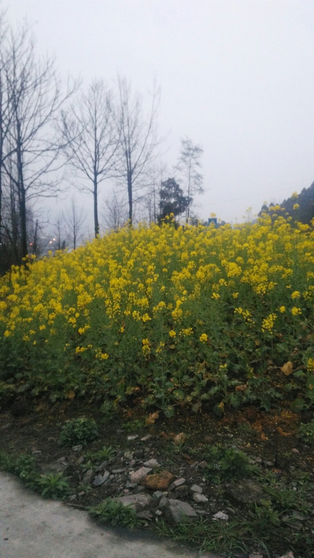 卸甲镇最新天气预报