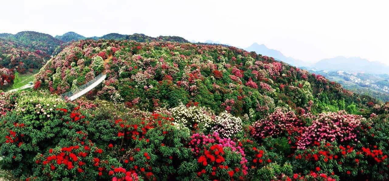 毕节市百里杜鹃景区游玩攻略大全